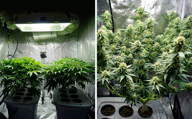 В индоре концентрация ТГК выше Выращивание конопли в индоре