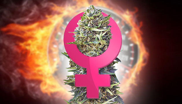 Быстрорастущие феминизированные сорта Быстрые феминизированные сорта