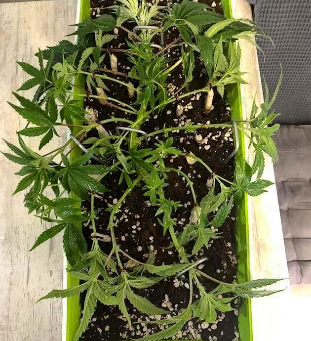 Куст марихуаны после активной обрезки и LST фиксации