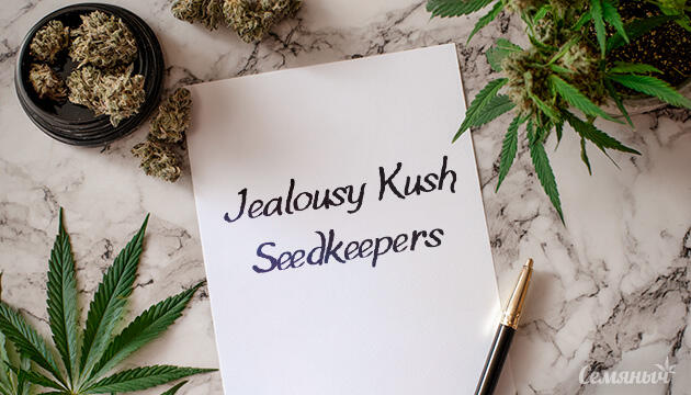 Гроурепорт сорта Jealousy Kush