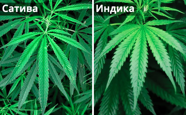 Отличия Индики от Сативы Индика и Сатива