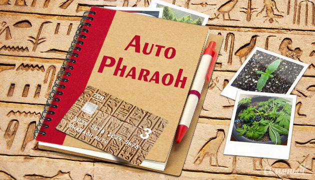 Гроурепорт сорта Pharaoh Auto
