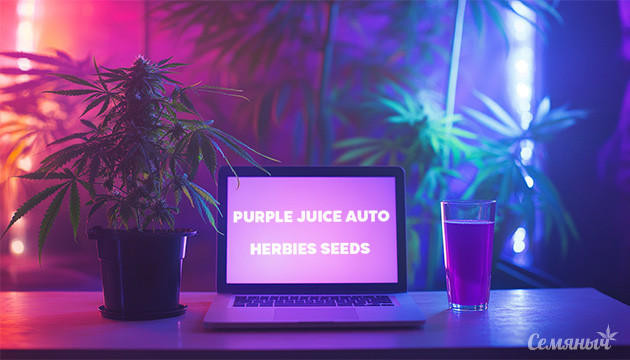 Выращивание сорта Purple Juice Auto fem в индоре