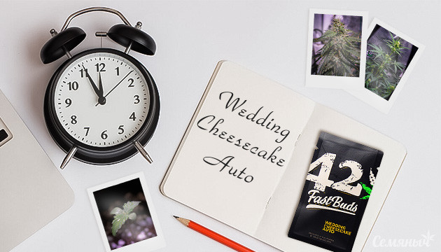 Гроурепорт сорта Wedding Cheesecake Auto fem от FastBuds