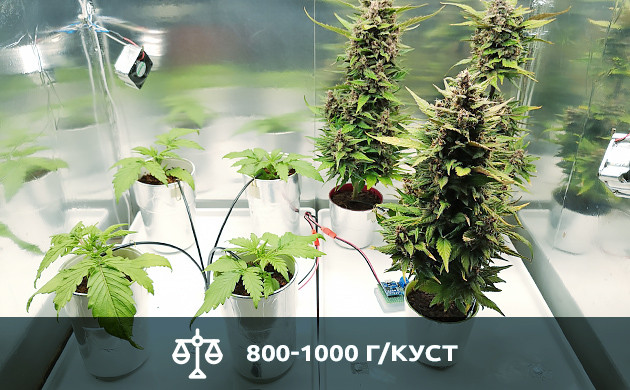 Показатели урожайности Невысокие сорта приносят до 1000 г с куста