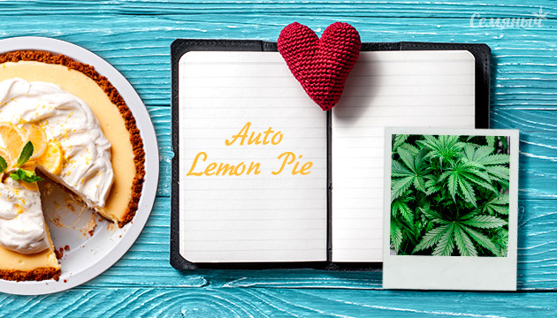 Гроурепорт сорта Lemon Pie Auto