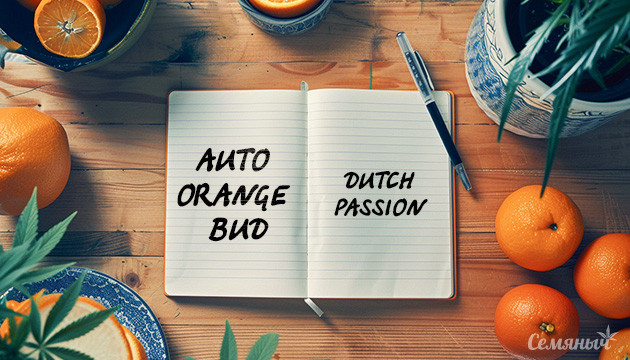 Выращивание сорта Auto Orange Bud от Dutch Passion