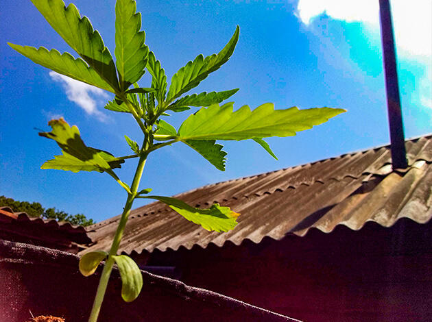 Растишка Acid Rain Autoflower на 3 неделе выращивания